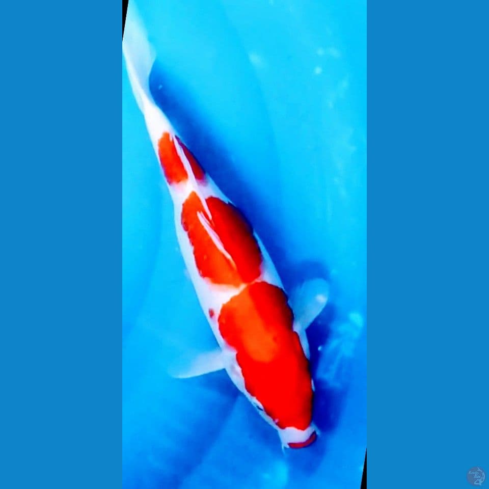 kohaku