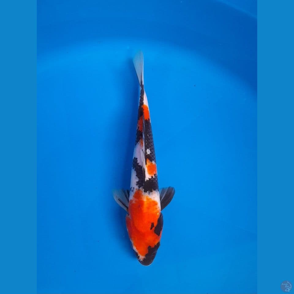 Showa 27cm