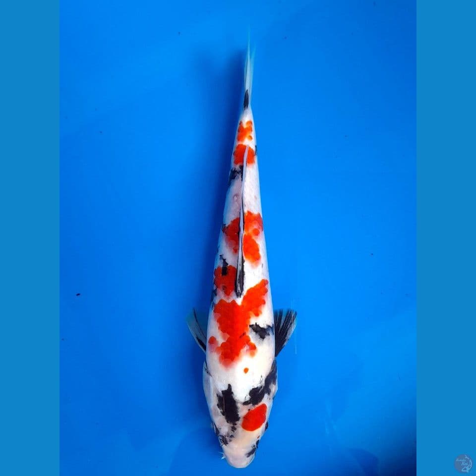 Showa 32cm