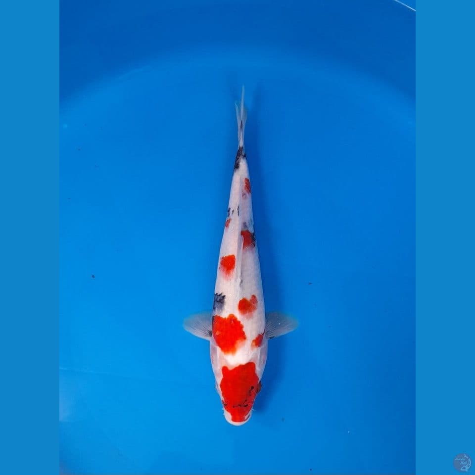 Showa 29cm