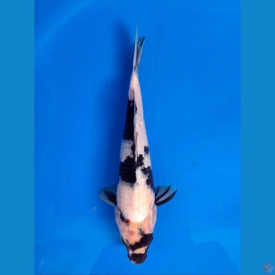 Shiro 27cm