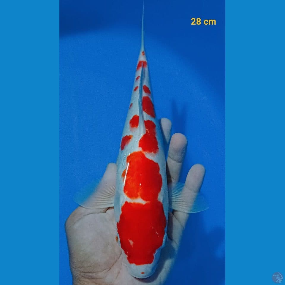 kohaku 28 cm