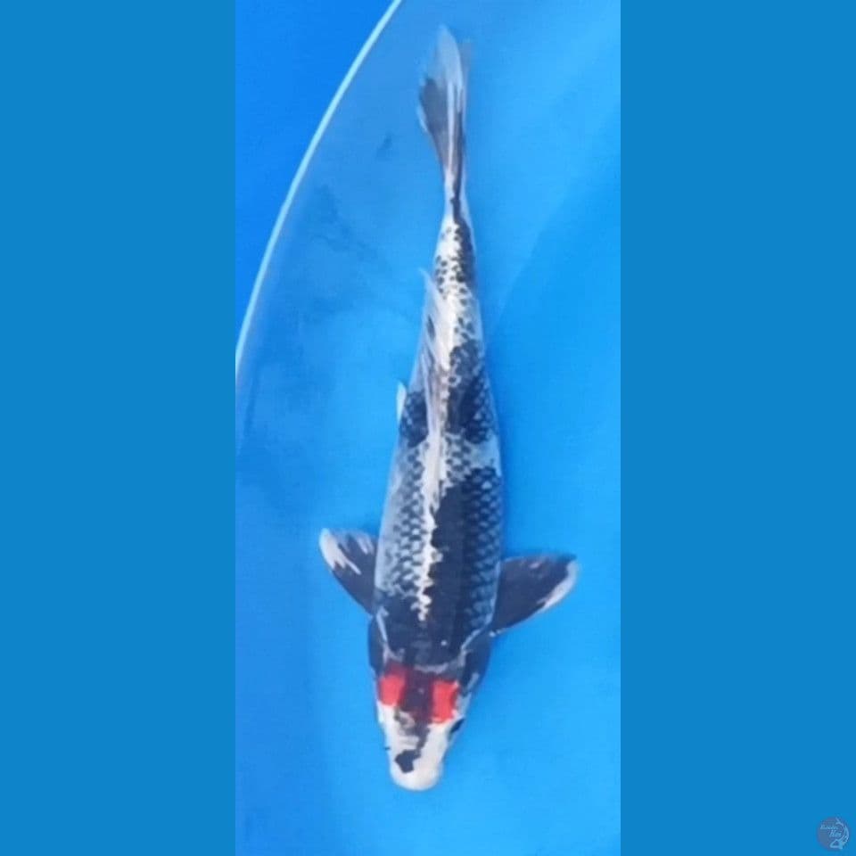 Tancho Kage Showa 30cm