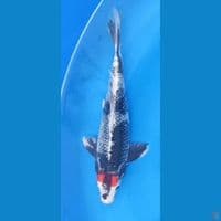Tancho Kage Showa 30cm
