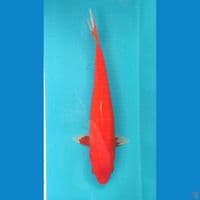 AKA HAJIRO 38CM FEMALE 
