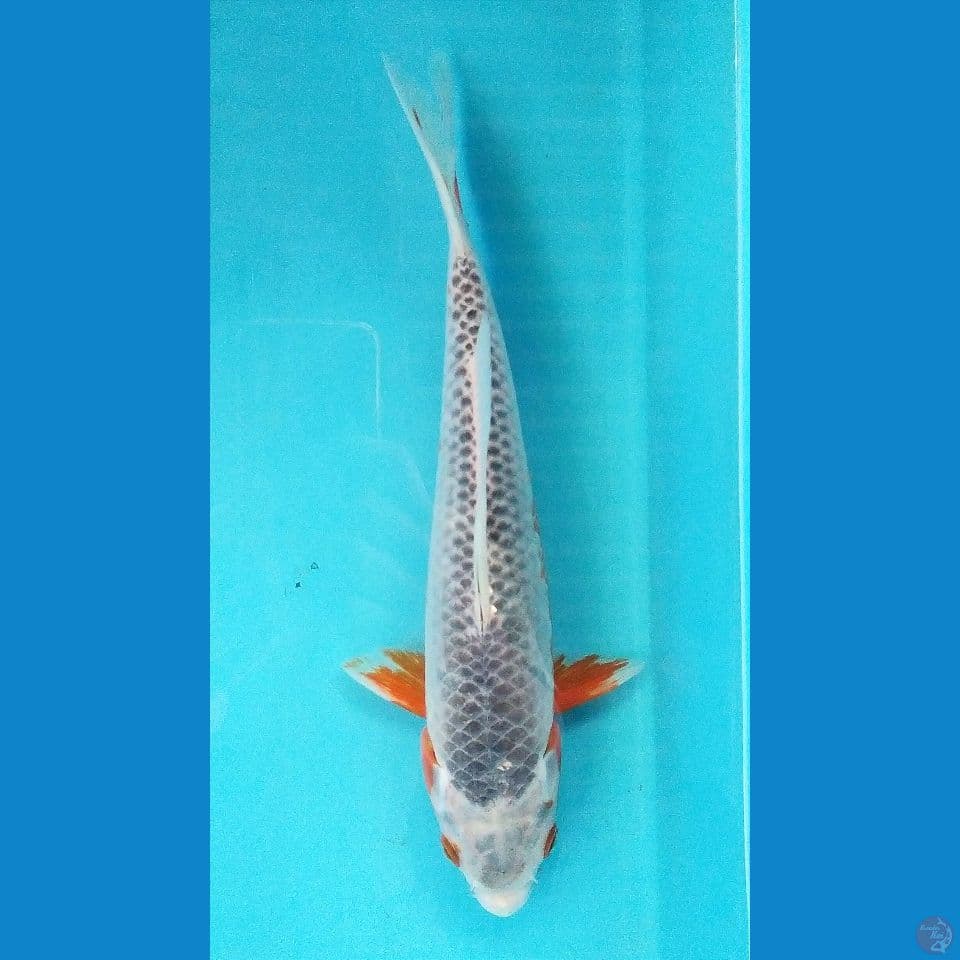 ASAGI 28CM FEMALE 