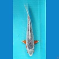 ASAGI 28CM FEMALE 