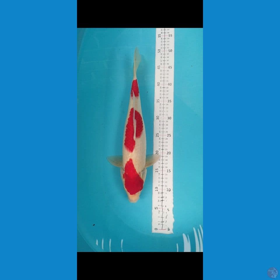 Kohaku Female 42cm Strong