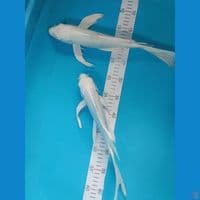 kumpay platinum 35&40cm