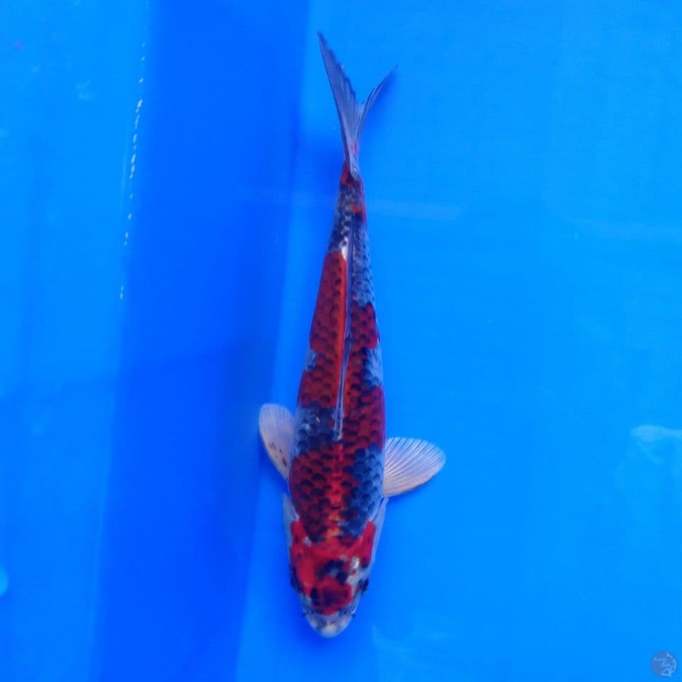 BENI GINGGA 24CM