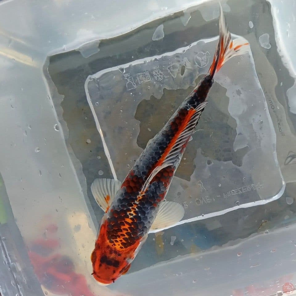 KURO GOSHIKI 19CM