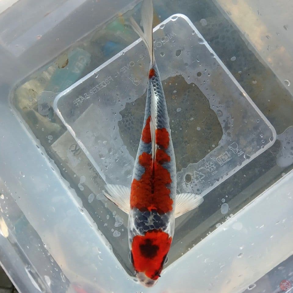 GOSHIKI 18CM