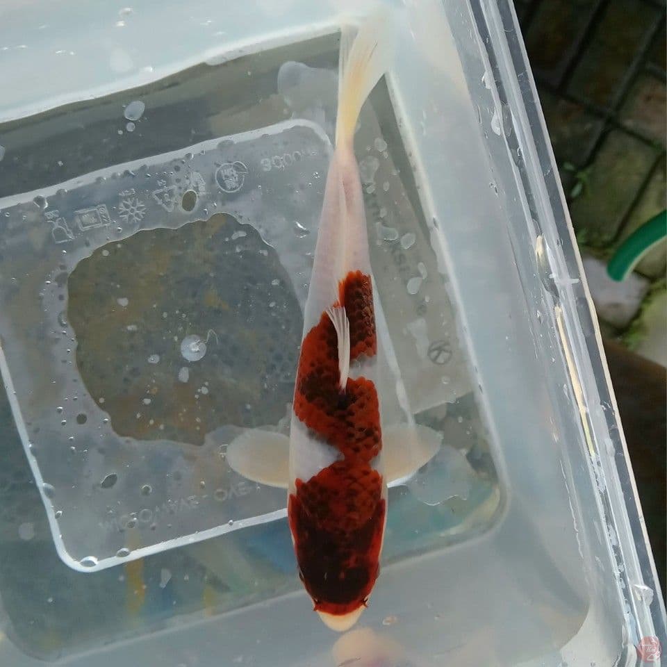 GOROMO 17CM