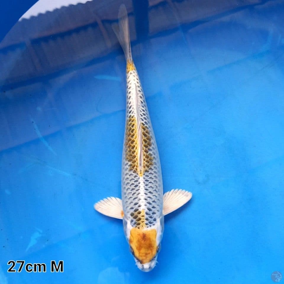 YELLOW KUJAKU 27CM MALE