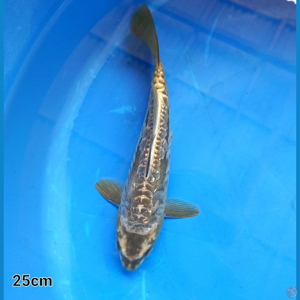 KAWARI ARAGOKE 25cm
