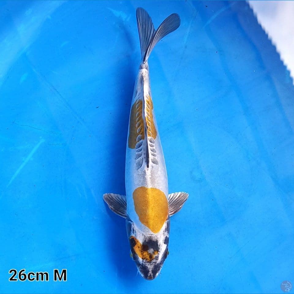 KIN KIKOKURYU 26CM MALE
