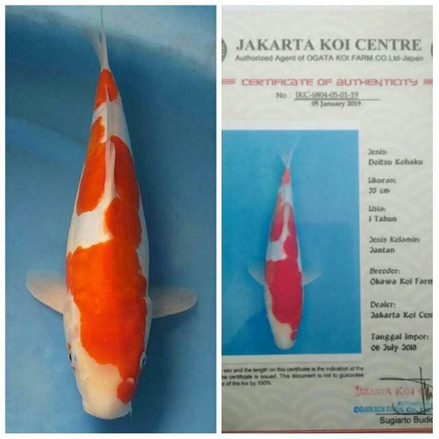Okawa Kohaku Doitsu