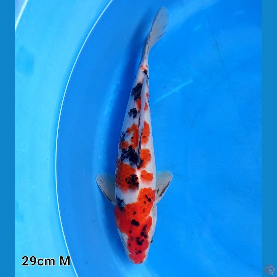 SANKE SAKURA 29CM MALE