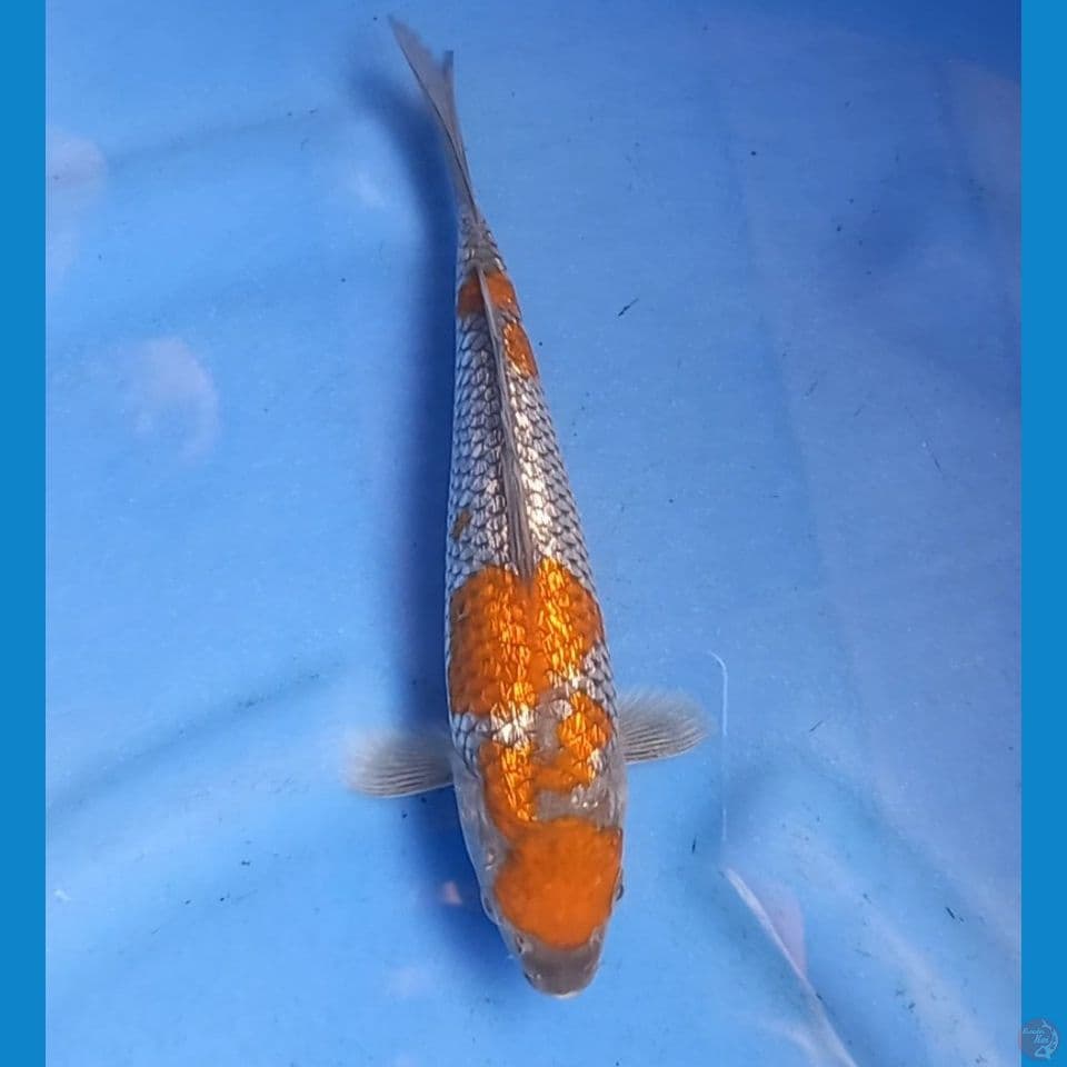 OCHIBA GINRIN 22CM