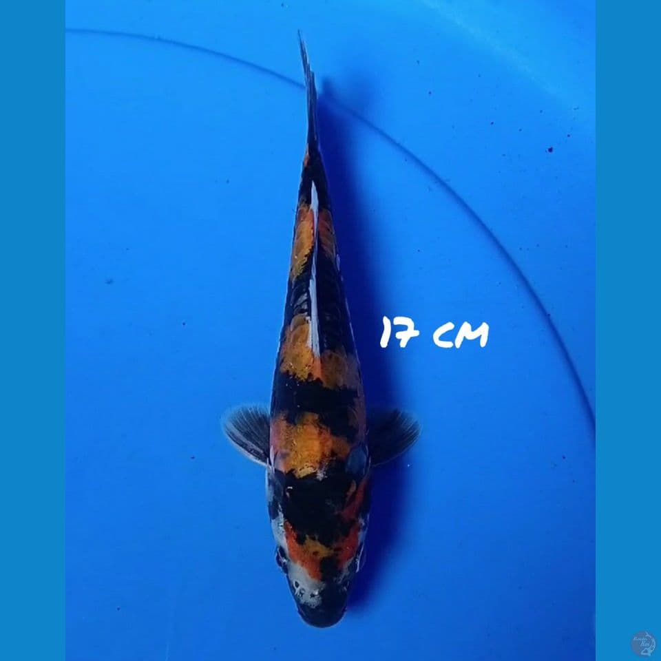 17cm SHOWA DOIT ORI 