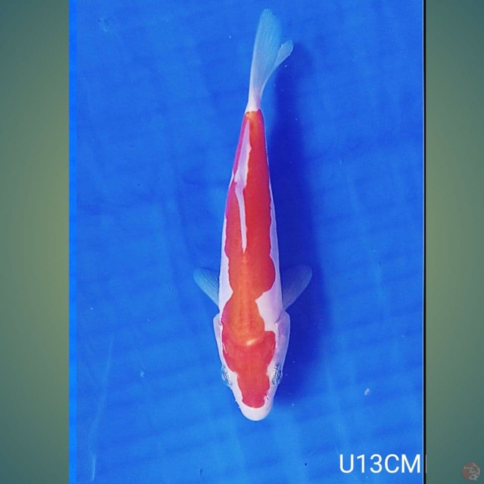 DOITSU KOHAKU 13CM