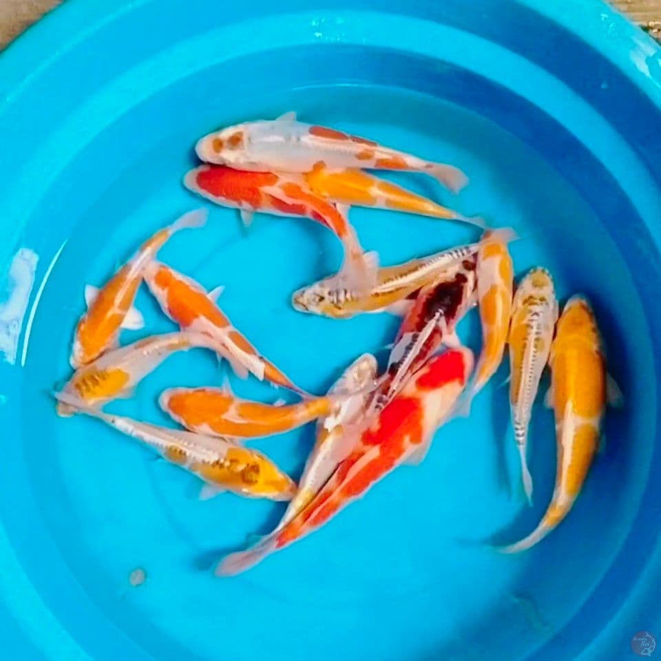 kawari ciamik 15_20_25cm 15unit