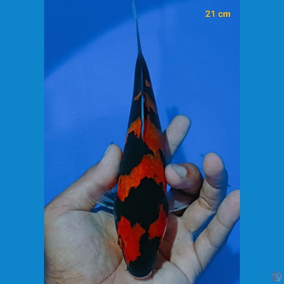 hishowa 21 cm
