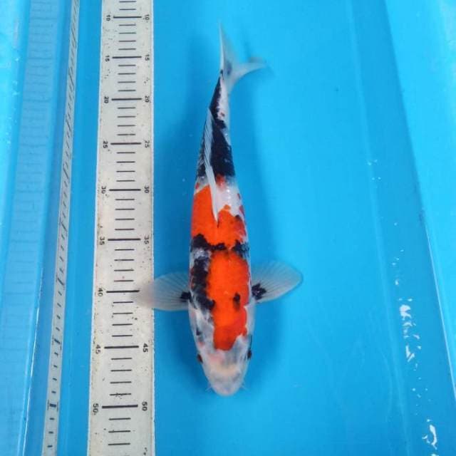 Showa HQ 37cm