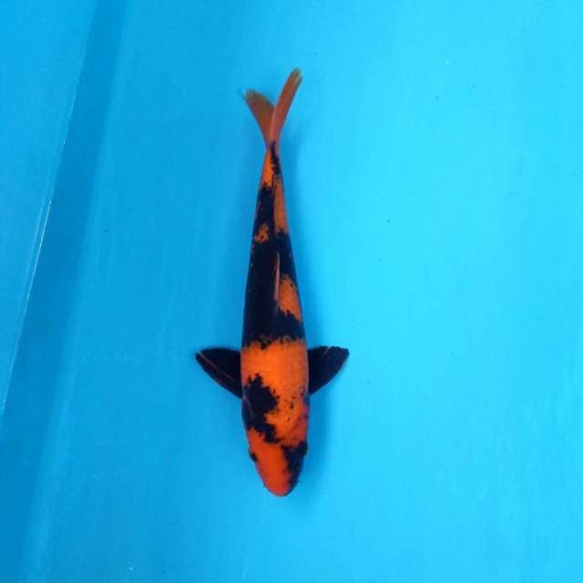 Hi utsuri SQ 36cm