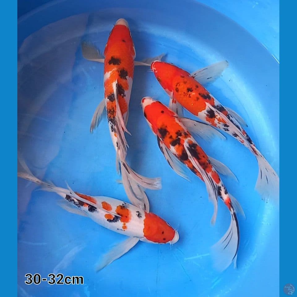 KUMPAI 4 EKOR 30-33CM