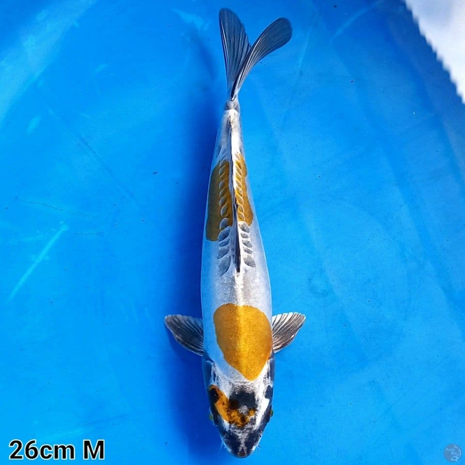 KIN KIKOKURYU 26CM MALE