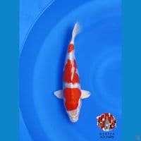 34cm ori Female