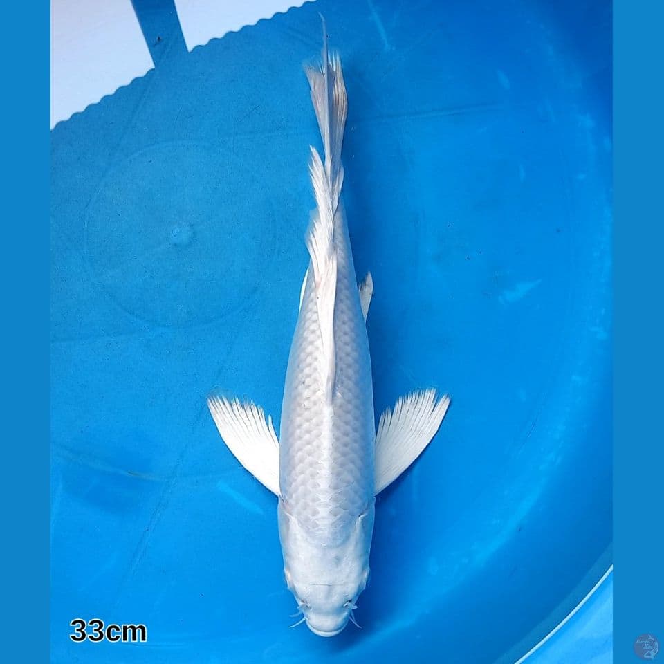 KUMPAI PLATINUM 33CM