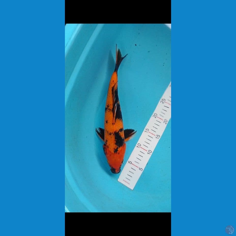 hi utsuri 35cm male