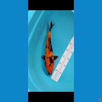 hi utsuri 35cm male