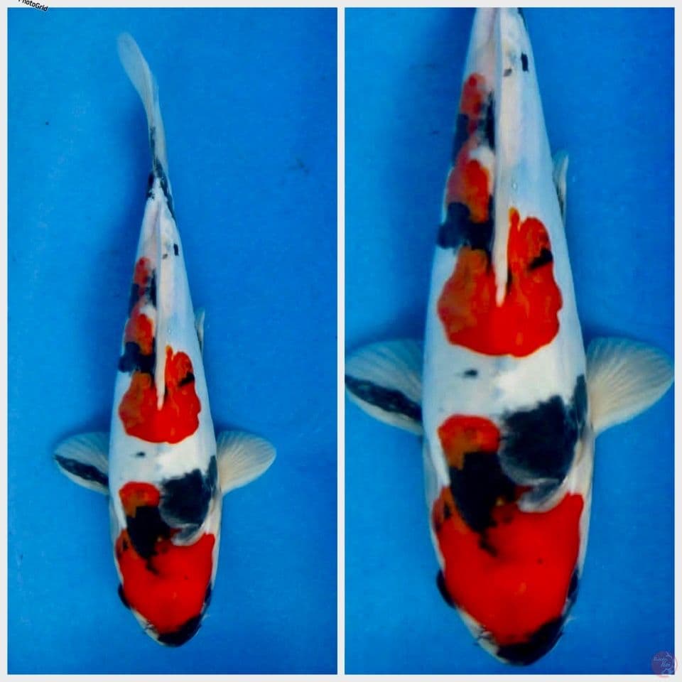 Kidndai Showa f1 tategoi 22cm 