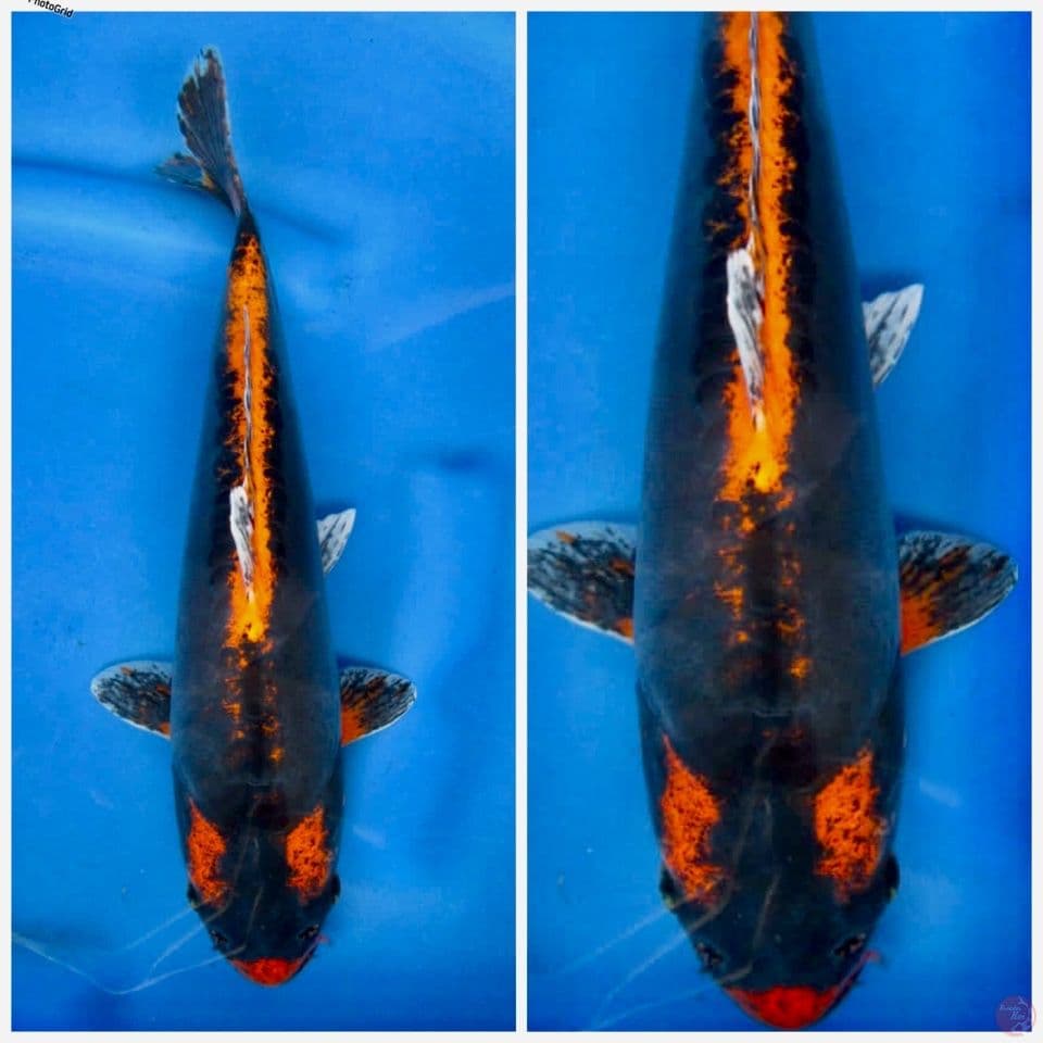Kabuto 32cm F1