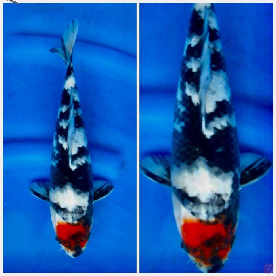 Tc showa tategoi petir F1 27cm 