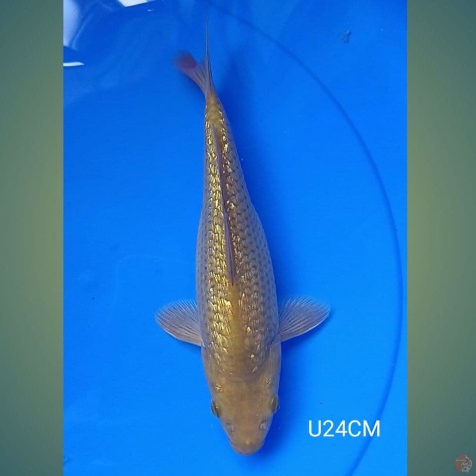 GINRIN MIDORI 24cm