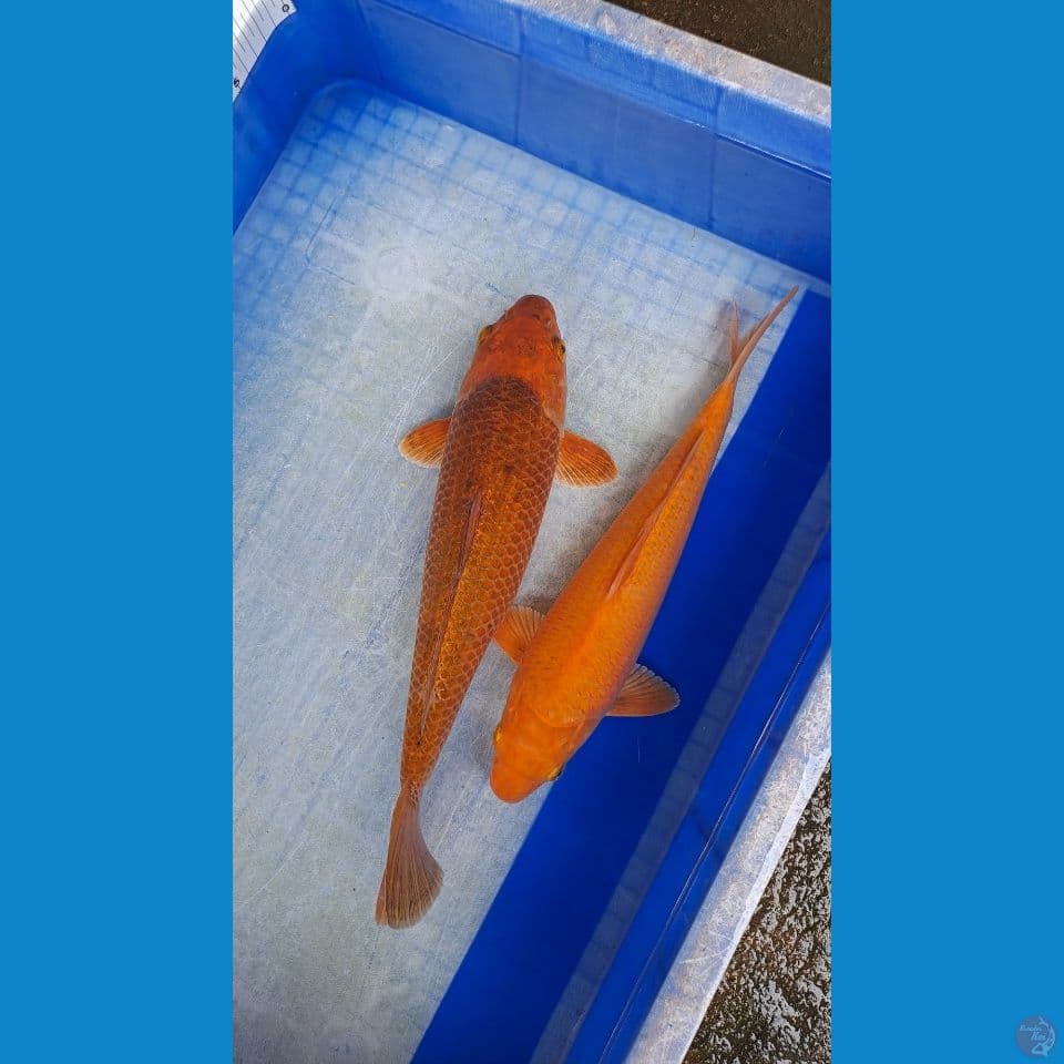 karamel