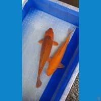 karamel