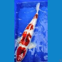 Ai Goromo jantan 59cm