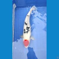 Tanco Sanke Betina 38cm