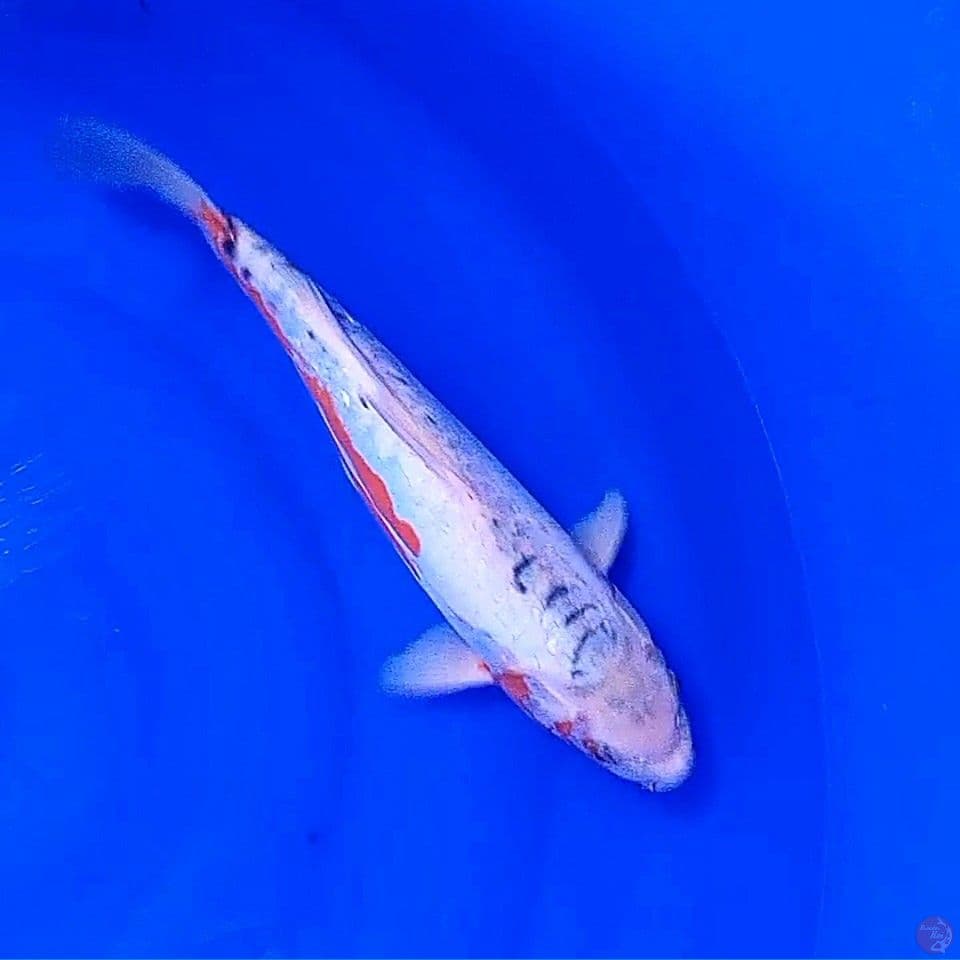 35 cm koshui male