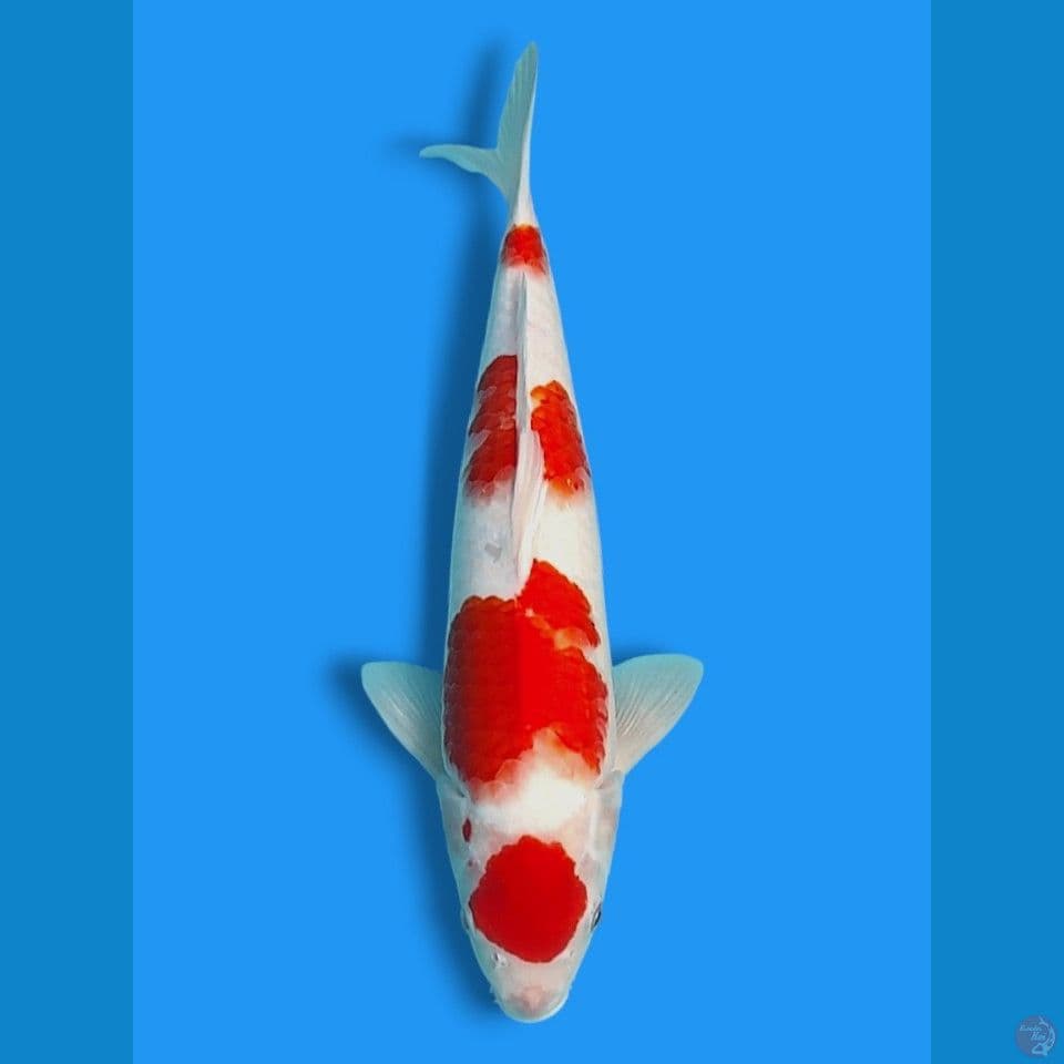 maruten kohaku 37cm