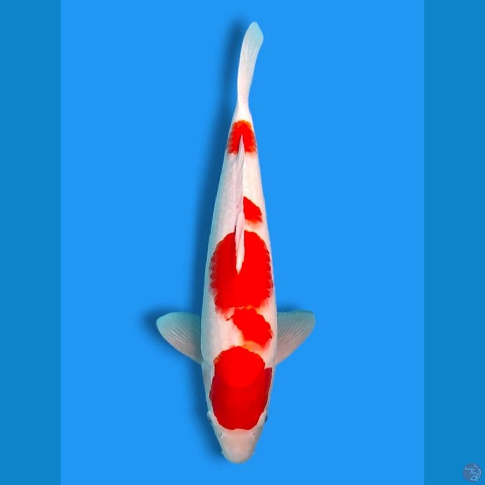 kohaku 37cm