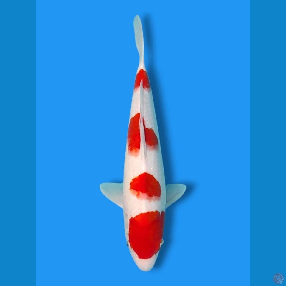 kohaku 37cm