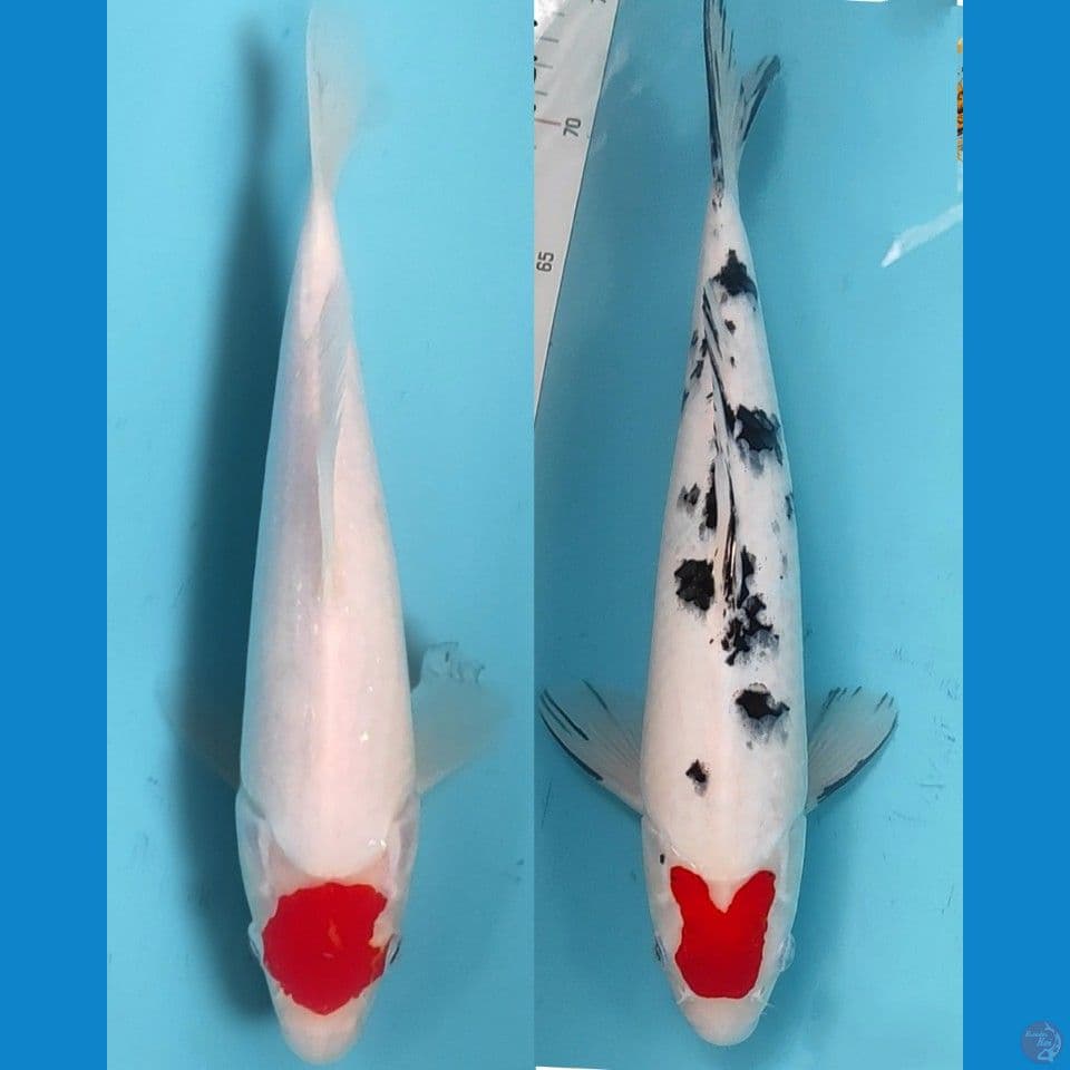duo tancho original 28-34cm