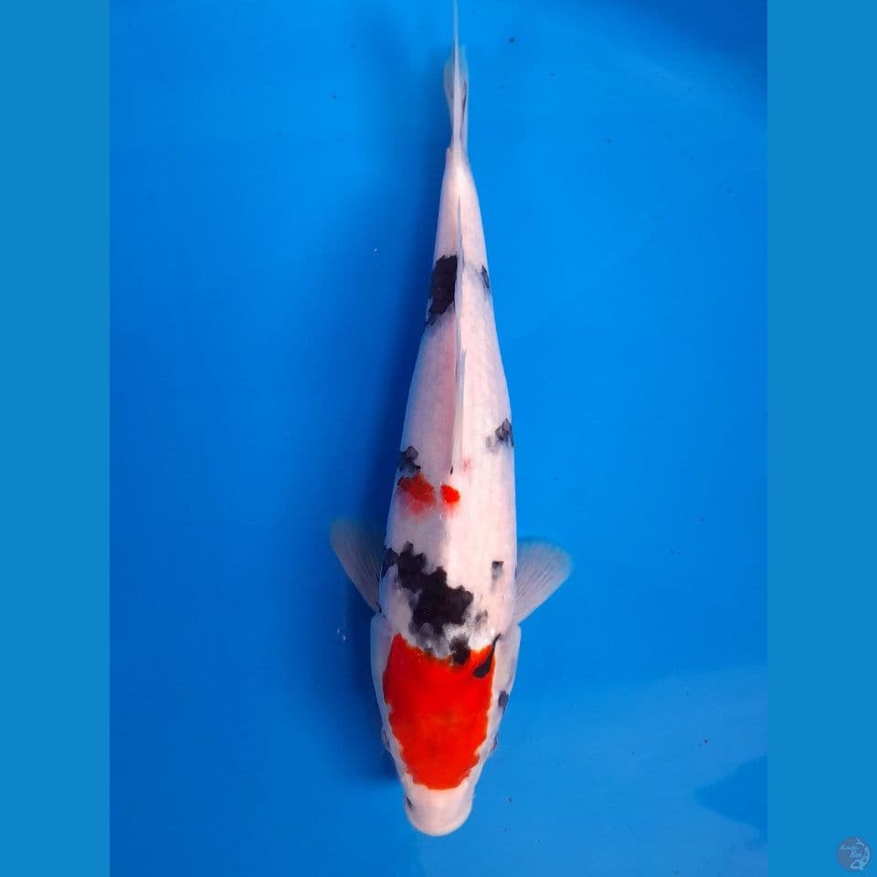 Showa 28cm