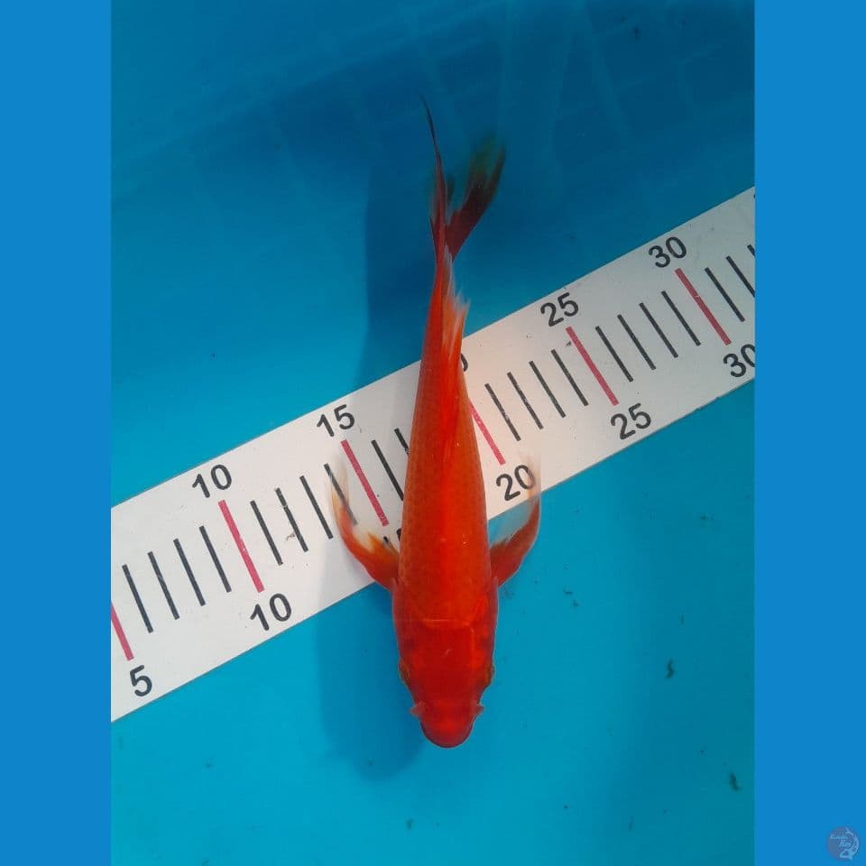 kumpay benigoi 26 cm